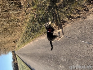 Marley such ein liebesvolles neues Zuhause 