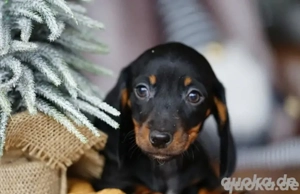 Wunderschöne Schoko und Black and tan dackelwelpen
