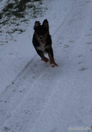 5 monate alte aussie Hündin