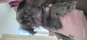 ich bin die  letzte Süße maus ich suche dringend ein  liebevolles zuhause