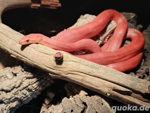 Bloodred Kornnatter Weibchen NZ 2023