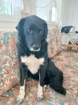 Hund Hündin Kastriert Tierschutz Bundesweite Vermittlung  Bild 7