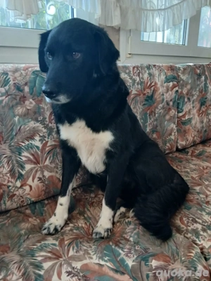 Hund Hündin Kastriert Tierschutz Bundesweite Vermittlung  Bild 3