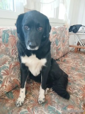 Hund Hündin Kastriert Tierschutz Bundesweite Vermittlung  Bild 5