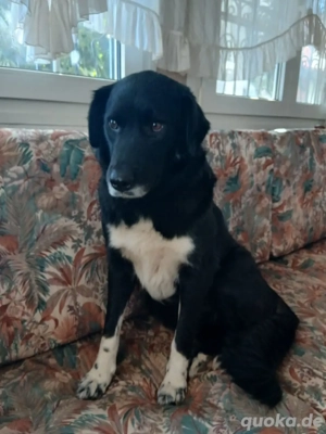 Hund Hündin Kastriert Tierschutz Bundesweite Vermittlung  Bild 4