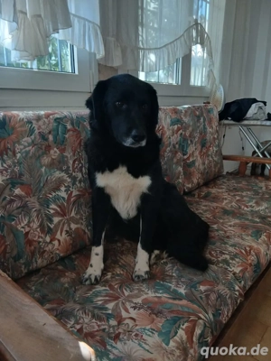 Hund Hündin Kastriert Tierschutz Bundesweite Vermittlung  Bild 6