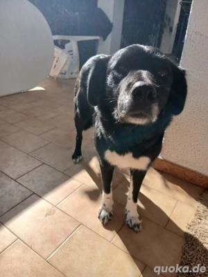 Hund Hündin Kastriert Tierschutz Bundesweite Vermittlung  Bild 2