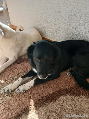 Hund Hündin Kastriert Tierschutz Bundesweite Vermittlung  Bild 8