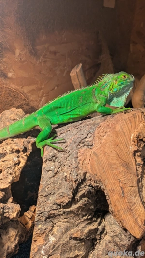 Grüner Leguan junger Iguana iguana Reptil Echse 