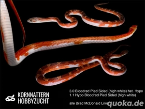 Landrace Lava Okeetee und Bloodred Pied (high white) Kornnattern Nachzuchten Jungtiere zur Abgabe