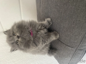 BLH Kitten zu verkaufen