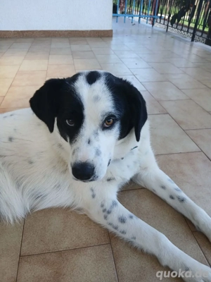 Hund Hündin Tierschutz Bundesweite Vermittlung 