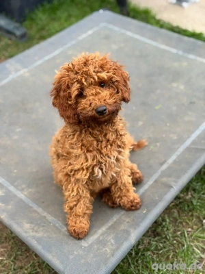 Havapoo Welpen Zwergpudel Maltipoo Cavapoo Toypudel 