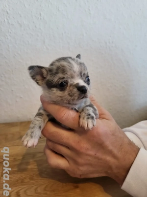 Chihuahua-Welpen, nur noch 4 frei