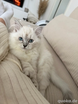 Liebe Babykatze   Maine Coon Ragdoll Mix   inkl. viel Zubehör