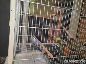 Verkaufe Wellensittiche 