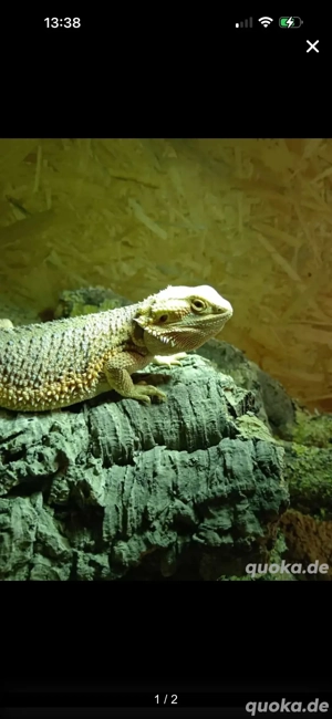 Bartagame 2 jahre zu verschenken