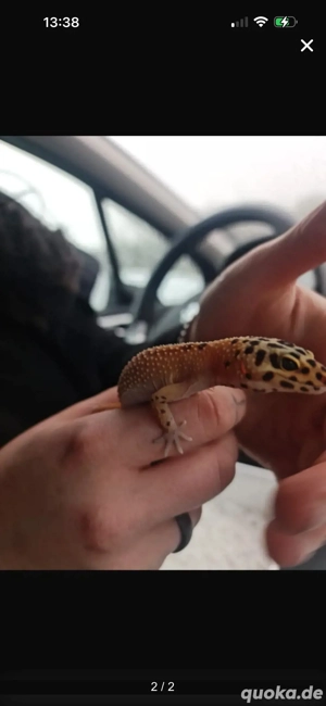 leopardgecko dame zu verschenken