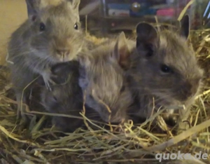    4 Baby-Degujungs suchen Für-Immer-Zuhause 