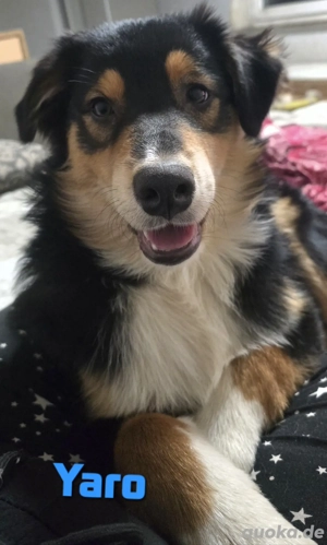 Australian Shepherd Welpen, nur noch Rüden !