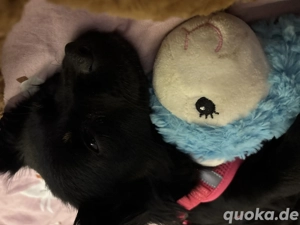 Kleine Luna sucht neue Zuhause 