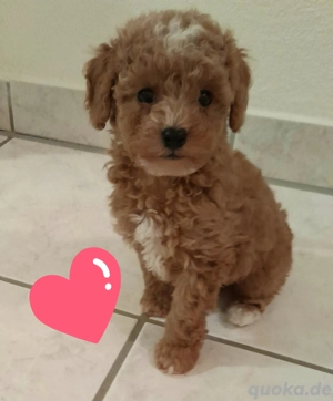 Pudel reinrassige Toypudel