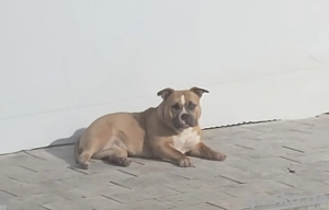 American Bully  10 Monate 