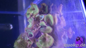 Palythoa grandis grün