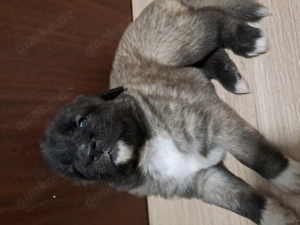 Kaukasischer owtscharka Schäferhund  Bild 2