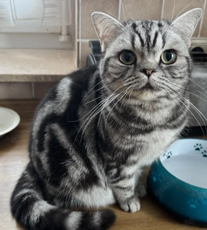 Tolle BKH Kitten Jungtier mit Stammbaum Gold und Silber Tabby Bild 2