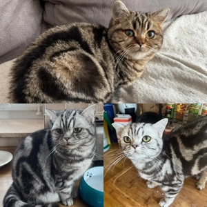 Tolle BKH Kitten Jungtier mit Stammbaum Gold und Silber Tabby