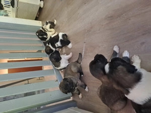 Kaukasischer owtscharka Schäferhund  Bild 4