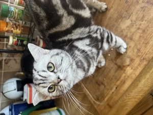 Tolle BKH Kitten Jungtier mit Stammbaum Gold und Silber Tabby Bild 6