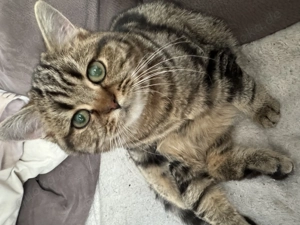 Tolle BKH Kitten Jungtier mit Stammbaum Gold und Silber Tabby Bild 4