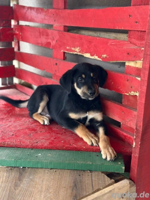 Rico sucht sein Zuhause!