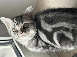 Tolle BKH Kitten Jungtier mit Stammbaum Gold und Silber Tabby Bild 5