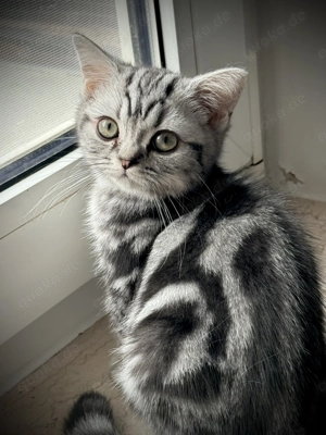 Tolle BKH Kitten Jungtier mit Stammbaum Gold und Silber Tabby Bild 3