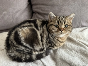 Tolle BKH Kitten Jungtier mit Stammbaum Gold und Silber Tabby Bild 7