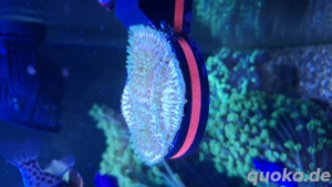 Fungia Rainbow Nachzucht