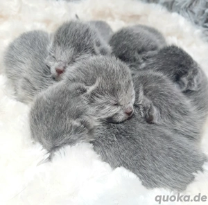 Russisch Blau Kitten 