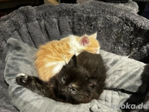 Drei zuckersüße Ragdoll-Maincoon-Mix Kitten suchen ein liebevolles Zuhause   