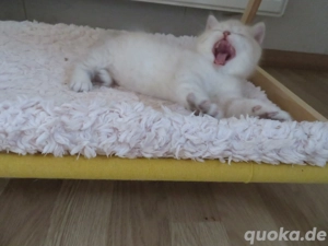  BKH-Baby sucht Lieblingsmenschen  (BKH-Kitten   Männlich)