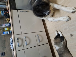 Kaukasischer owtscharka Schäferhund  Bild 5