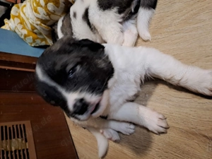 Kaukasischer owtscharka Schäferhund  Bild 6