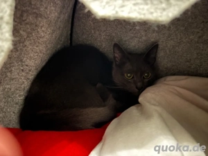 Siam - BKH Mix 2 Jahre 