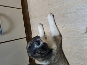 Kaukasischer owtscharka Schäferhund  Bild 10