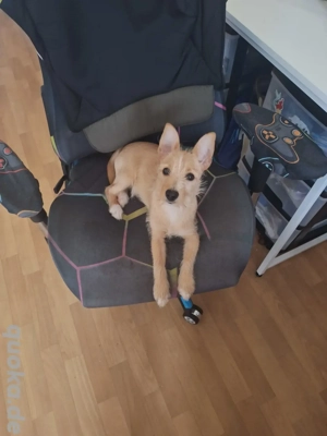 Junger Rüde sucht dringend 