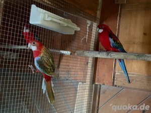 Pracht rosella ein paar