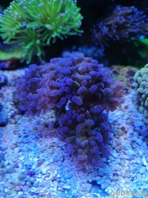 Euphyllia  paraancora korallen meerwasser 