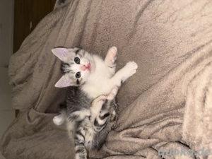 verspielte Kitten suchen neues Zuhause 